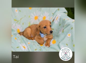 Tai sucht ein Zuhause