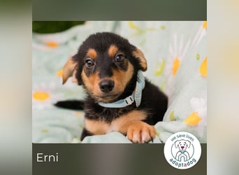 Erni sucht ein Zuhause