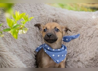 Chip 271369 sucht ein Zuhause