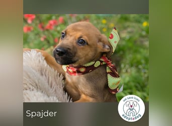 Spajder sucht ein Zuhause