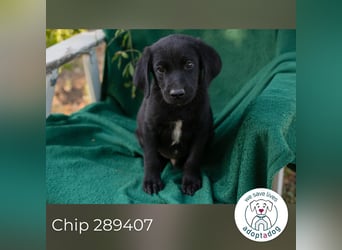 Chip 289407 sucht ein zu Hause