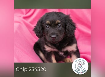Chip 254320 sucht ein Zuhause