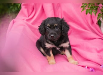 Chip 254320 sucht ein Zuhause
