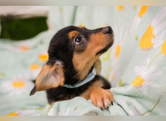 Erni sucht ein Zuhause