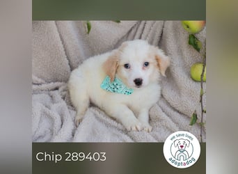 Chip 289403 sucht ein zu Hause