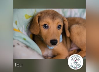 Ibu sucht ein Zuhause
