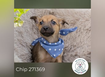 Chip 271369 sucht ein Zuhause