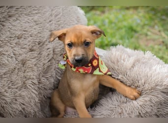 Spajder sucht ein Zuhause