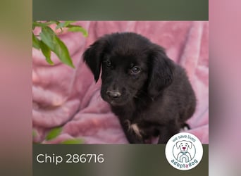 Chip 286716 sucht ein zu Hause