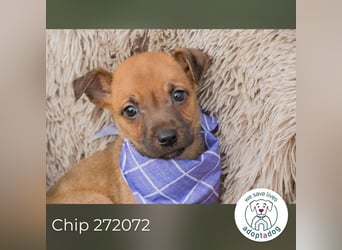 Chip 272072 sucht ein Zuhause