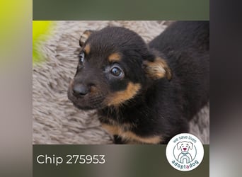 Chip 275953 sucht ein Zuhause