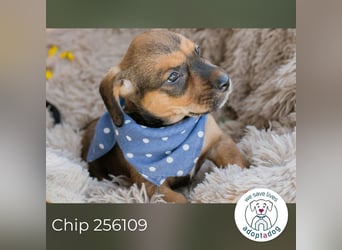 Chip 256109 sucht ein Zuhause