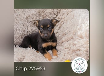 Chip 275953 sucht ein Zuhause