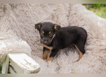 Chip 275953 sucht ein Zuhause