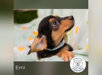 Erni sucht ein Zuhause