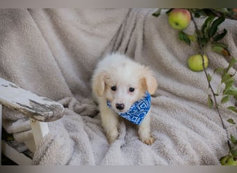 Chip 289629 sucht ein zu Hause
