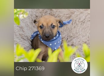 Chip 271369 sucht ein Zuhause