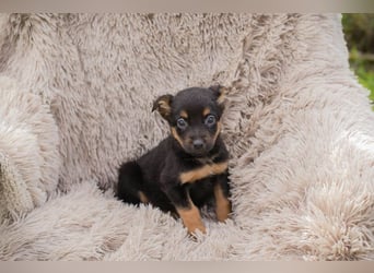 Chip 275953 sucht ein Zuhause