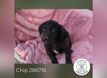 Chip 286716 sucht ein zu Hause