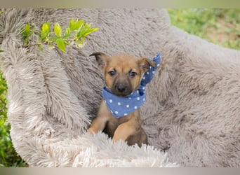 Chip 271369 sucht ein Zuhause