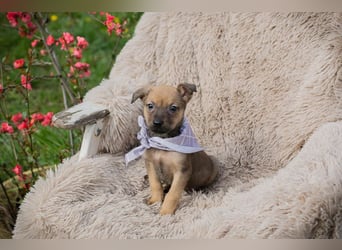 Chip 271953 sucht ein Zuhause