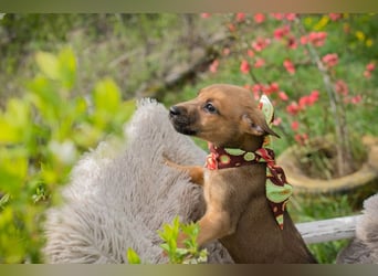 Spajder sucht ein Zuhause