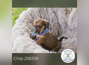 Chip 256109 sucht ein Zuhause