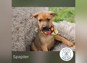 Spajder sucht ein Zuhause