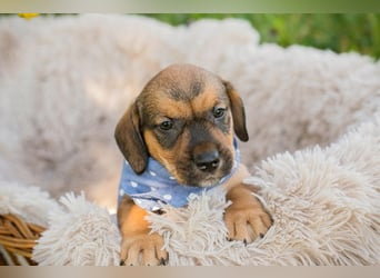 Chip 256109 sucht ein Zuhause