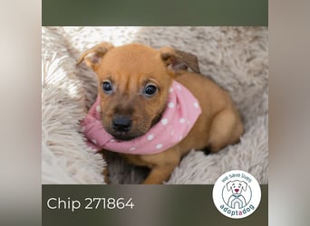 Chip 271864 sucht ein Zuhause