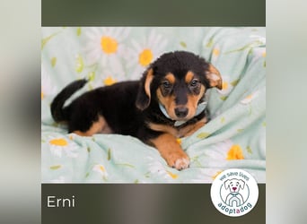 Erni sucht ein Zuhause