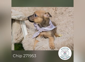 Chip 271953 sucht ein Zuhause