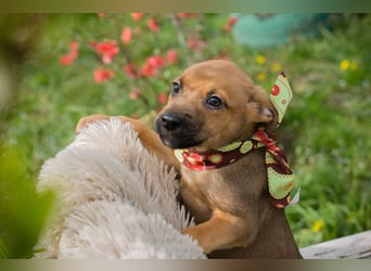 Spajder sucht ein Zuhause