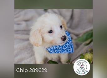 Chip 289629 sucht ein zu Hause