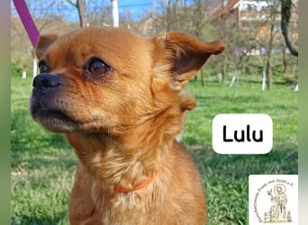 Lulu – kleines Format, große Persönlichkeit!