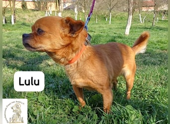 Lulu – kleines Format, große Persönlichkeit!