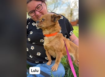 Lulu – kleines Format, große Persönlichkeit!