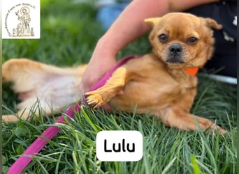 Lulu – kleines Format, große Persönlichkeit!