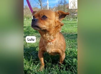 Lulu – kleines Format, große Persönlichkeit!