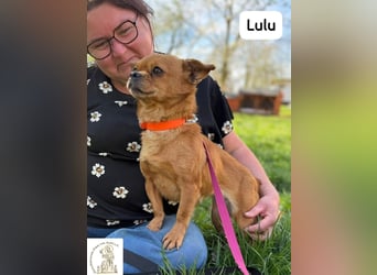 Lulu – kleines Format, große Persönlichkeit!