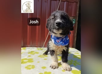 Josh – Ein kleiner Kerl mit einer großen Reise vor sich!
