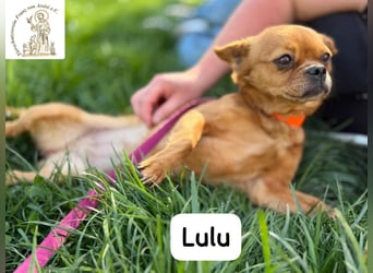 Lulu – kleines Format, große Persönlichkeit!