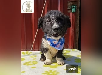 Josh – Ein kleiner Kerl mit einer großen Reise vor sich!