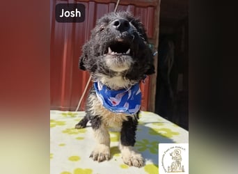 Josh – Ein kleiner Kerl mit einer großen Reise vor sich!