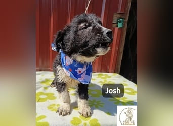 Josh – Ein kleiner Kerl mit einer großen Reise vor sich!