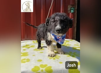 Josh – Ein kleiner Kerl mit einer großen Reise vor sich!