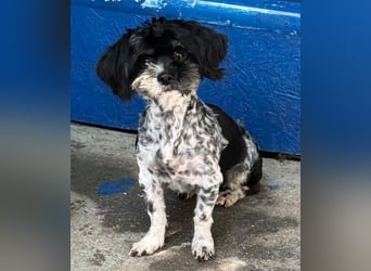Josy – kleines Hundemädchen sucht ihr großes Glück