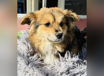 Mini Mäuschen Stella