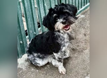 Josy – kleines Hundemädchen sucht ihr großes Glück
