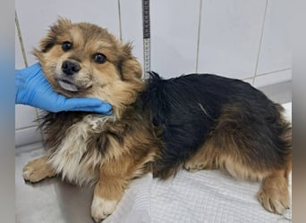 Mini Mäuschen Stella